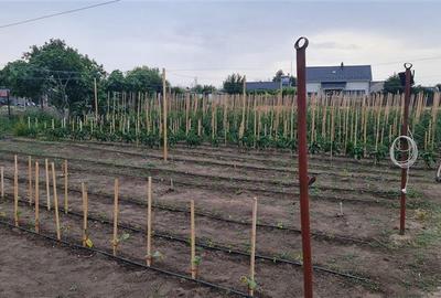 Casă individuală cu 2 camere cu Teren 1711 Mp în Topraisar - 7