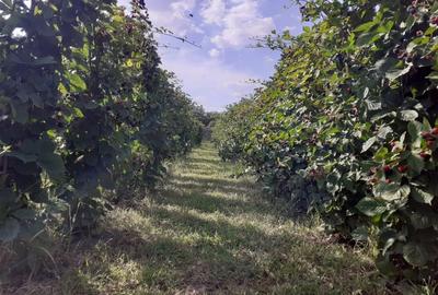 Spațiu comercial, în Mlecănești - 6