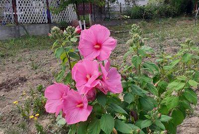 Casă cu 2 camere cu Teren 1500 Mp în Corunca - 2