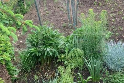 Casă cu 3 camere cu Teren 252 Mp în Turda - 2