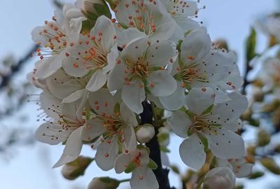 Spațiu comercial, în Petru Vodă - 1
