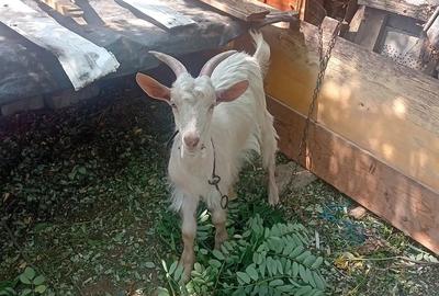 Tapi ?i iata de vanzare Corabia Olt Nr3 - 1