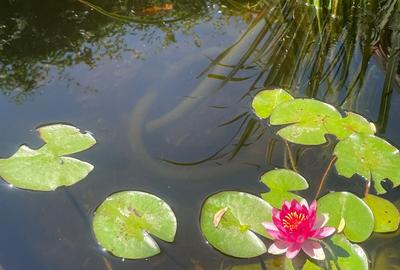 Casa moderna in Balotesti, 4 cam, 3 bai, curte superba 730 mp, 0% comision - 25