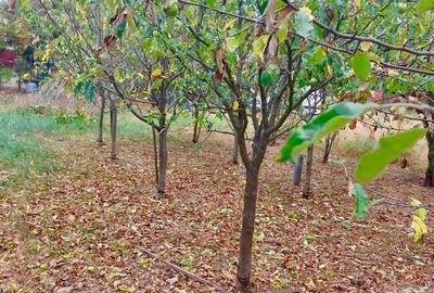 Casă cu 6 camere în Iezureni - 1