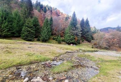 Teren intravilan panoramic 4.600mp,view iconic Piatra Craiului,oportunitate prem - 11