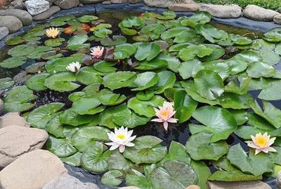 Proprietar, parter la casa cu etaj, Mogosesti - Iasi, 10 km Proprietar, parter la casa cu etaj, Mogosesti - Iasi, 10 km - 11