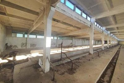 Teren de 5000 mp, în Remetea Mare - 6