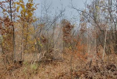 Teren de 3000 mp, în Mănăștur - 3