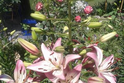 Casă cu 11 camere cu Teren 2200 Mp în Crișan - 2