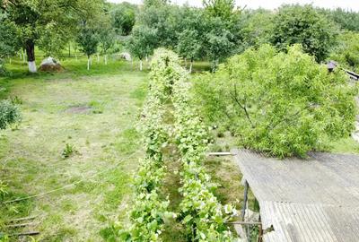 Casa in Co?teiu, teren de 1500 mp, la pret de apartament in Lugoj - 8