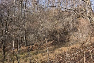 Teren intravilan Breaza 4,000mp cu  utilitati. Panorama superba. Intimitate. - 4