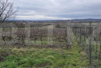 Teren de 1996 mp, în Viile Satu Mare - 4