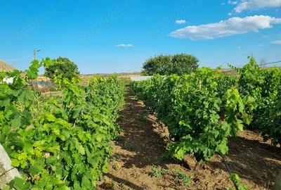 Vand proprietate - 4
