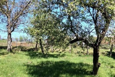 Casă cu Teren 5000 Mp în Central - 2