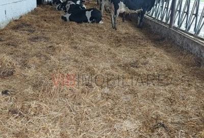 Ferma zootehnică funcțională, populată cu peste 200 capete bovine, aproape de Sâ - 4