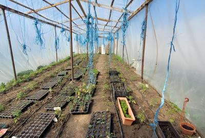 FERMĂ - LA DN3 - 10.680 MP/84 M DESCHIDERE - UTILITĂȚI - 5