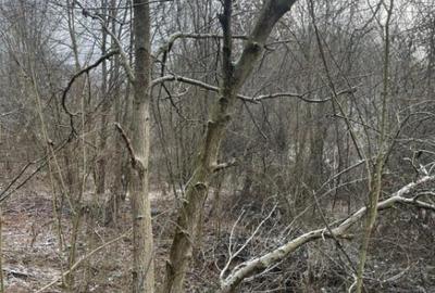 Teren de 866 mp, în Tăuții-Măgherăuș - 1