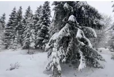 Teren 10,75 ari, intravilan Colibita, cu utilitati - 3