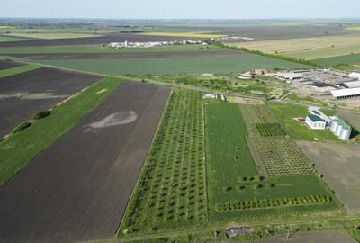 Livada de nuci ?i pruni 2.4ha in Varia?u Mare - 16