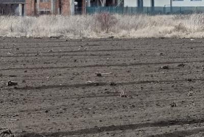 Teren intravilan - Corbeanca - Ostratu - 6