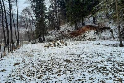 Teren de 10000 mp, în Vad