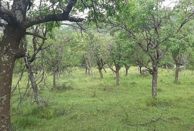 Teren de 4100 mp, în Rușavăț - 3