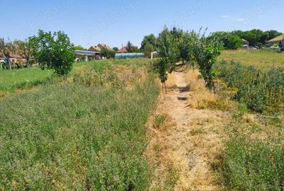 Casă cu 6 camere cu Teren 1596 Mp în Nerău - 1