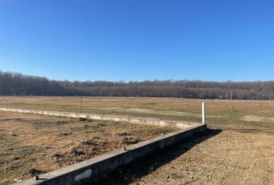 Pipera -Padurea Baneasa 5000m -C.U. Pipera -Padurea Baneasa 5000m -C.U. - 6