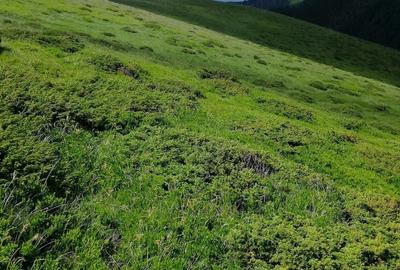 Teren de 185000 mp, în Padeș - 2