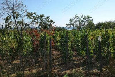 Casă cu 3 camere în Călina - 6