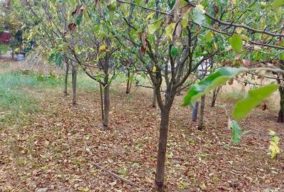 Vand casa + teren IEZURENI - 2