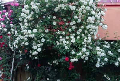 Popesti-Leordeni - 3