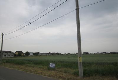 Domnesti-Narciselor - 13