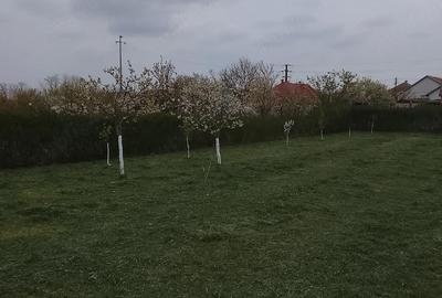 Casă cu 3 camere cu Teren 1084 Mp în Central - 4