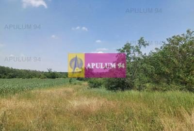 Săbăreni, teren 12620 mp pentru case, lângă pădure - 2