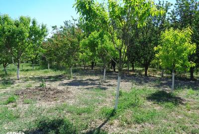 Casă cu 3 camere în Turnu - 9