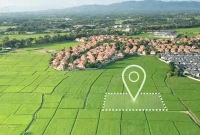 Arenda 18 ha teren arabil Darova, jud. Timis *disponibil din noiembrie pe 1 an, de la proprietar* - 1