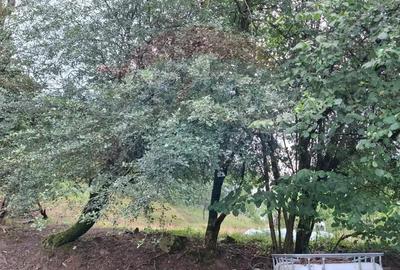 Teren de vanzare 990mp in Barzava, jude?ul Arad - 2