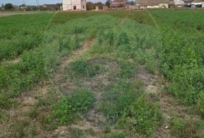 Casă individuală cu 3 camere cu Teren 7290 Mp în Socodor - 29