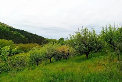 Teren de 8500 mp, în Poiana Aiudului - 1