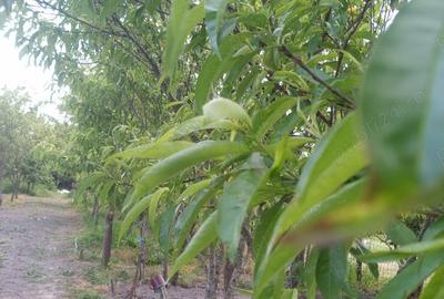 Vand casa la Valeapai, Cara? Severin - 7