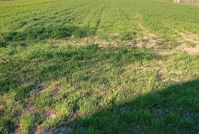 Casă individuală cu 4 camere cu Teren 5693 Mp în Brădești - 2