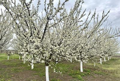 Teren de 2902 mp, în Dămienești