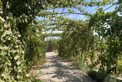 Casă cu 5 camere în Cobadin - 2