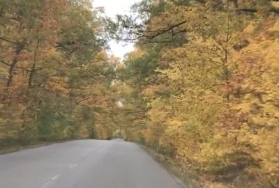 Comana, padurea Parcul Natural Comana, Vlad Tepes, Giurgiu - 1