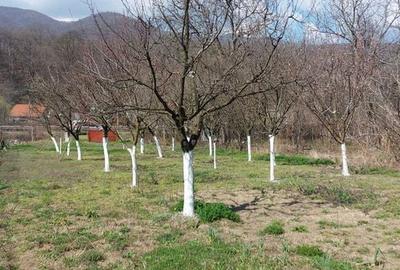 Teren de 1000 mp, în Central - 5