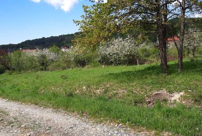Teren de 1100 mp, în Tăuții-Măgherăuș