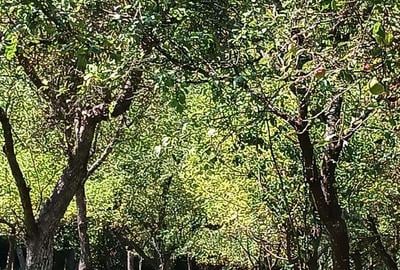 Proprietar-vand cabana cu livada teren mare-Stejeris-locatie deosebita - 1