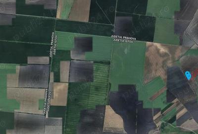 Teren 53.211 mp Nuci Merii Petchii, Ilfov - 5 mp - 5