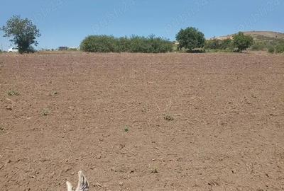 Teren de 1500 mp, în Telița - 7